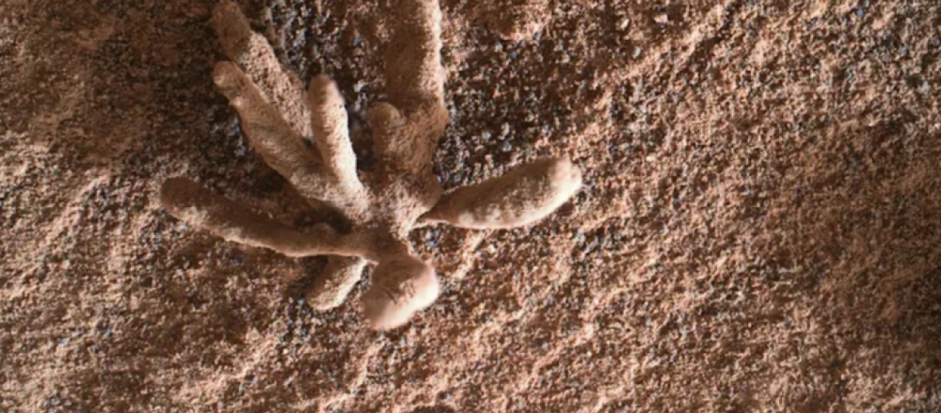 NASA: Το ρόβερ Curiosity αποκάλυψε ένα λεπτό ορυκτό «λουλούδι»